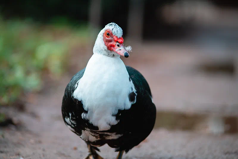 Shooting birds is hard when you only have a few focus points in the center. I had to take a lot of shots to get one where the eye is in focus. Shot in Frederiksberg Garden, Denmark, with Sony A7R III + Sony LA-EA4 + Minolta AF 200mm f2.8 @ f2.8
