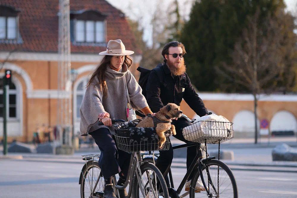 Couple cycling at Frederiksberg with a small dog in the bike basket