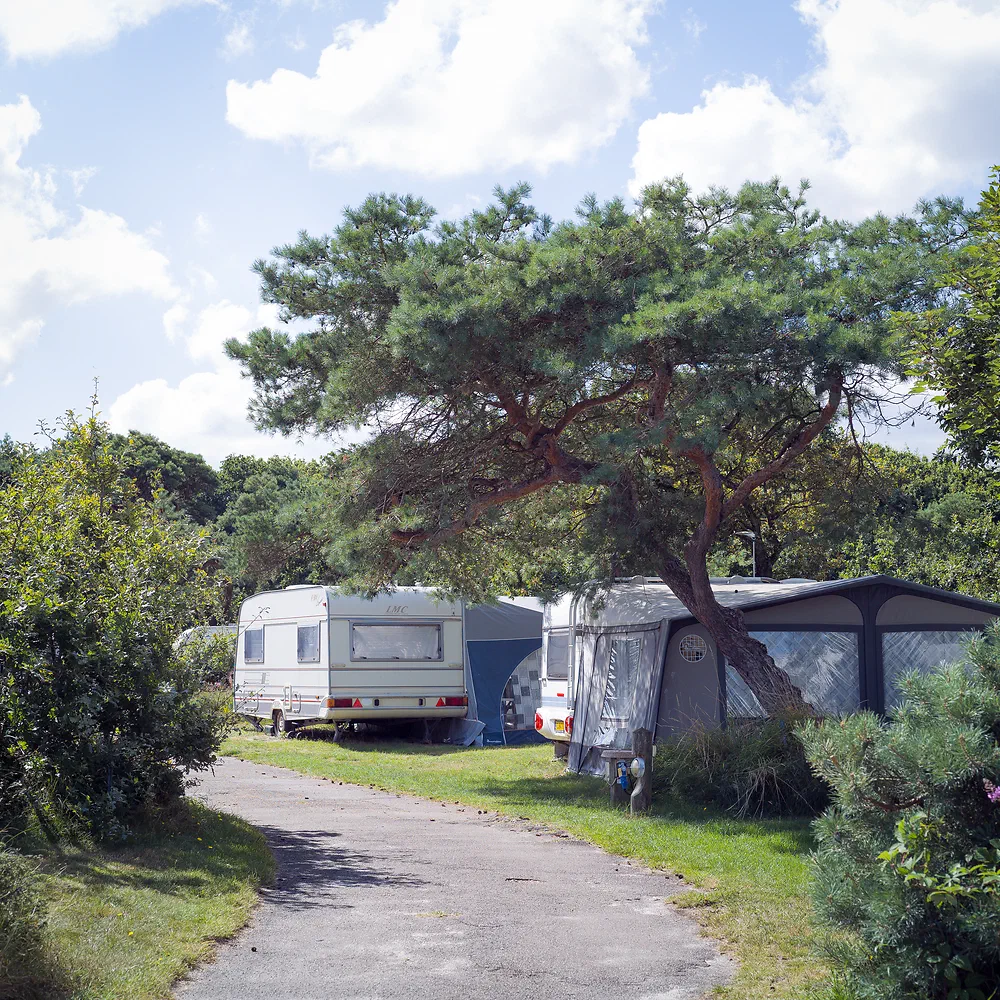 Caravans and tents under a large pine tree at Sanddobberne Camping