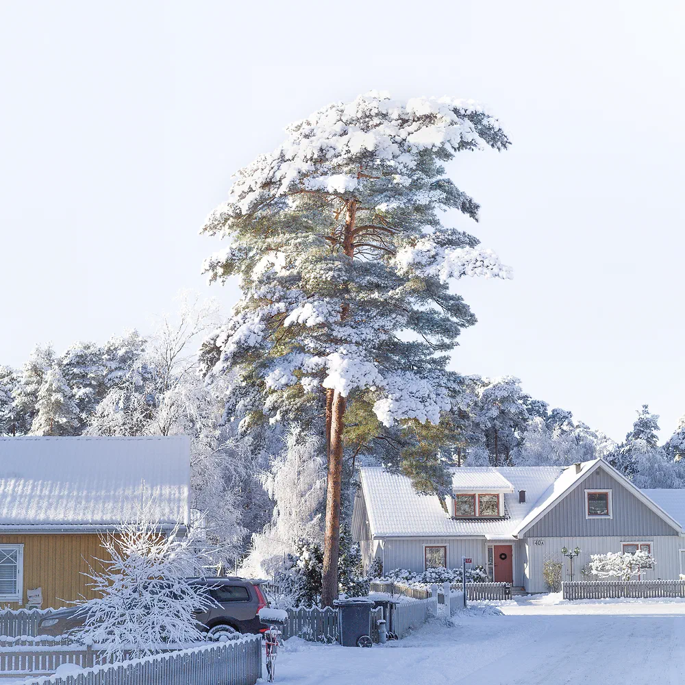 Snow covered pine tree and houses in Mellbystrand