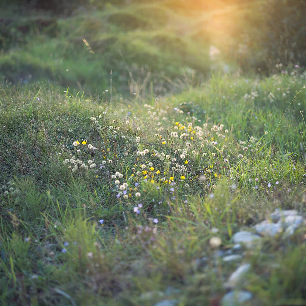 Beach flowers and long grass on a slope at Sjællands Odde in warm evening light