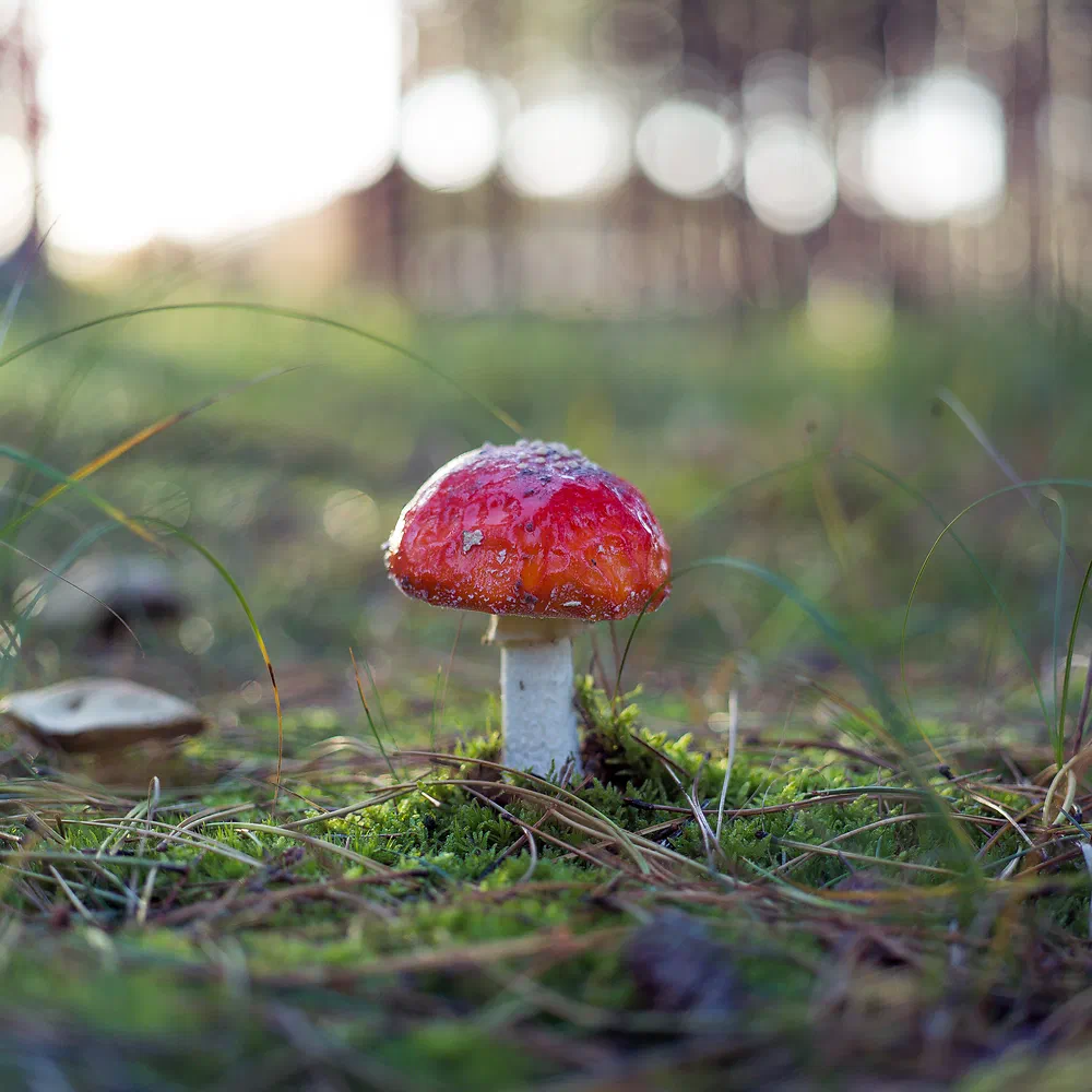 Red fly agaric mushroom in the moss of a pine forest