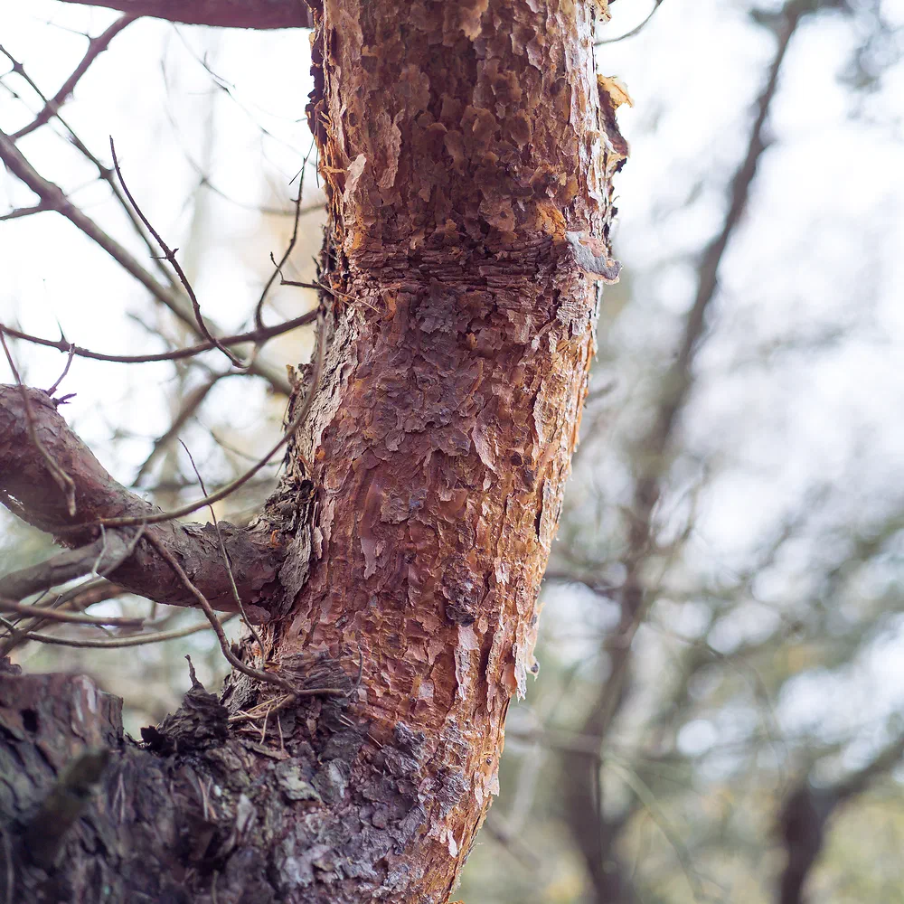 Close-up of the red scaly bark of a pine tree