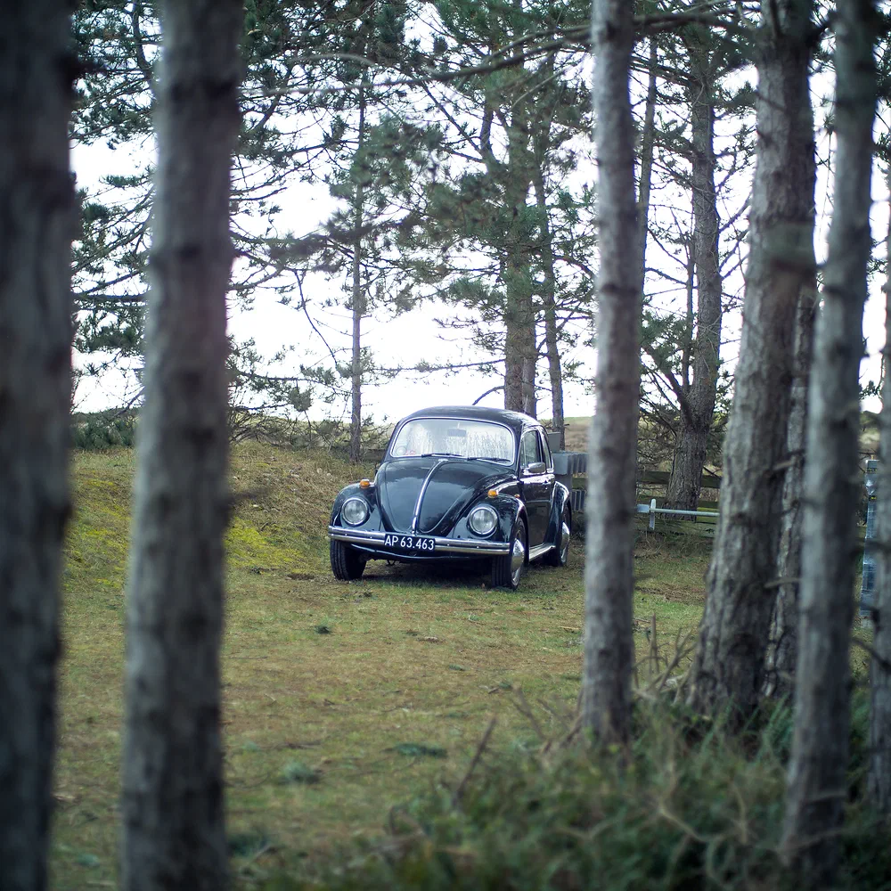 Old black Volkswagen Beetle parked between pine trees