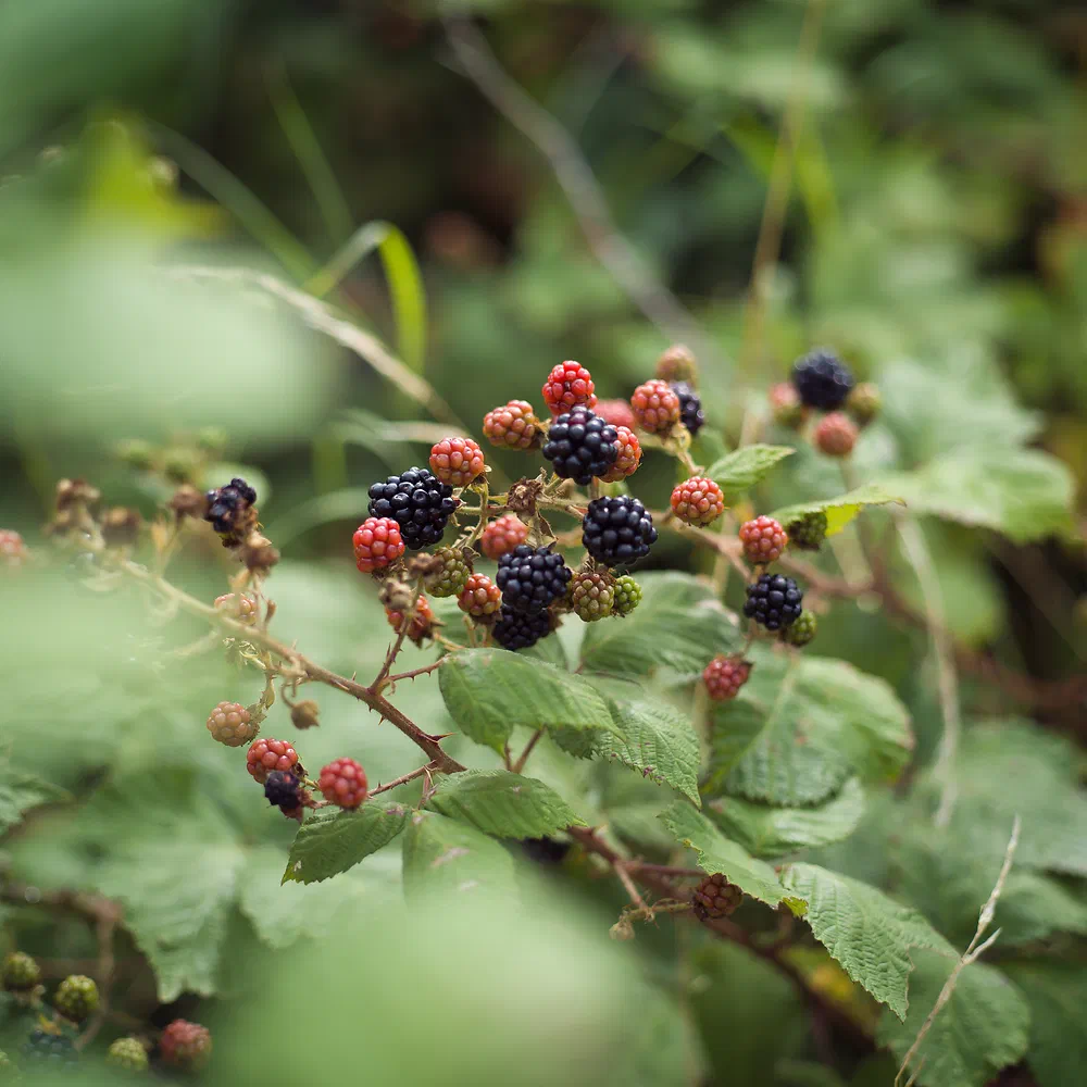 Ripe and unripe blackberries on a bramble