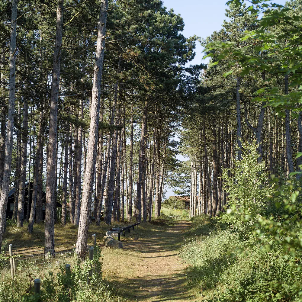 Path through a pine forest at Sjællands Odde
