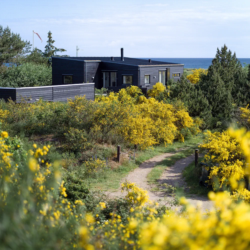 Black summer house among yellow flowering gorse bushes at Sjællands Odde